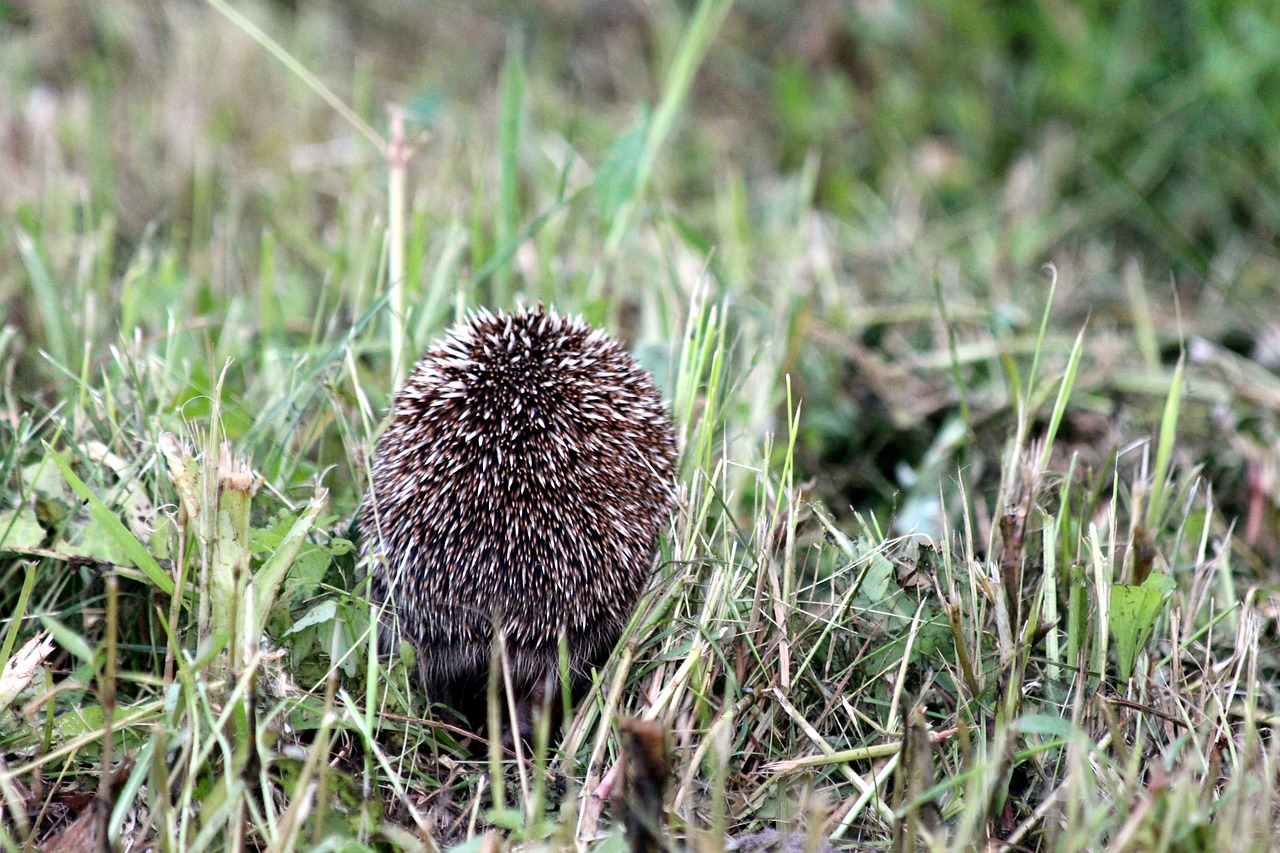 hedgehog
