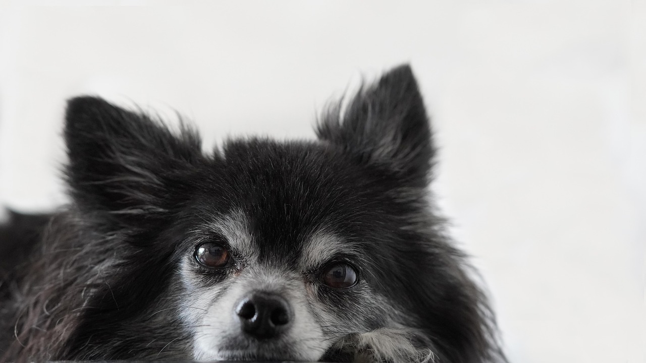 julia roberts pretty woman