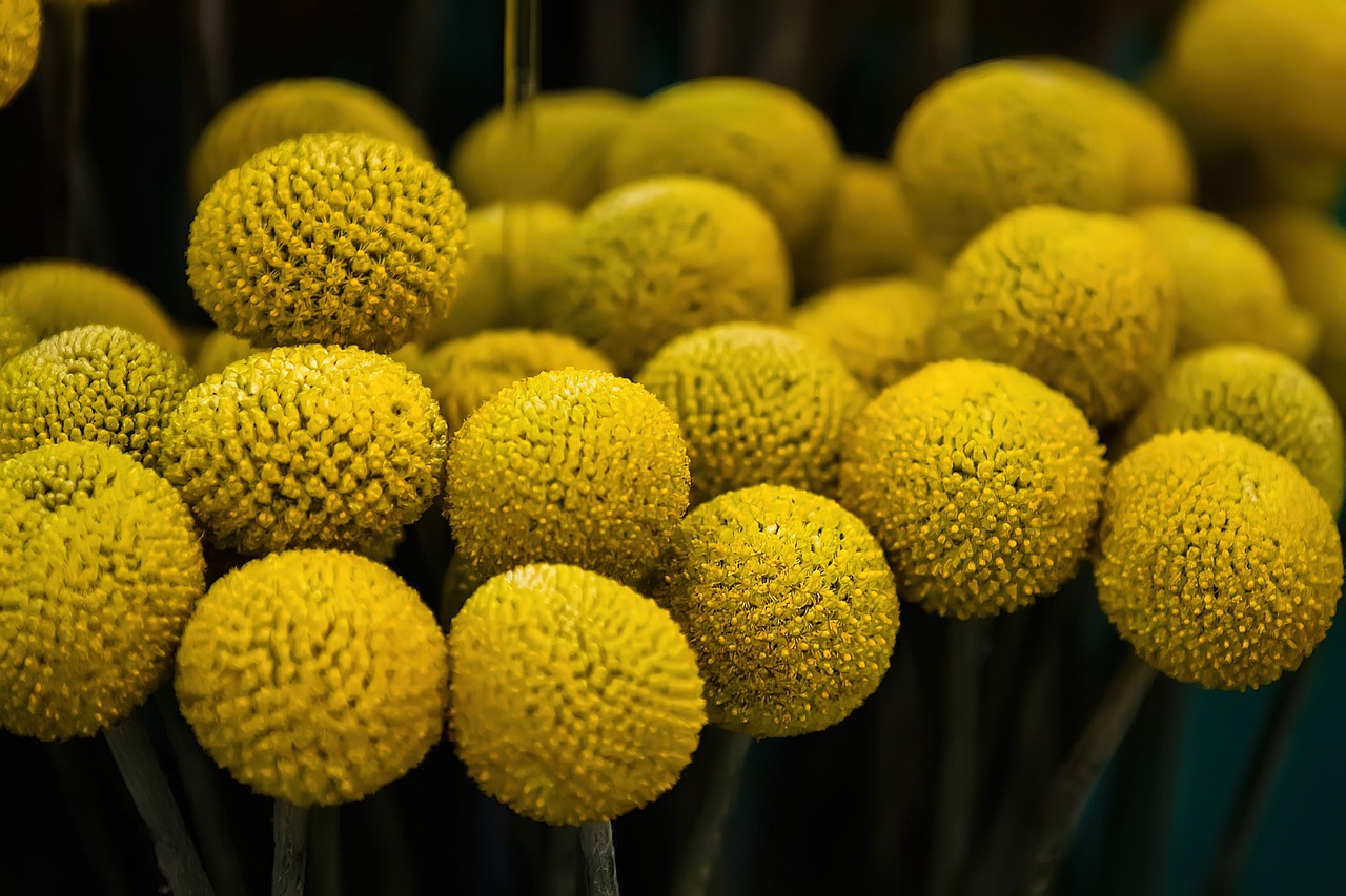 cand se planteaza garofitele de gradina