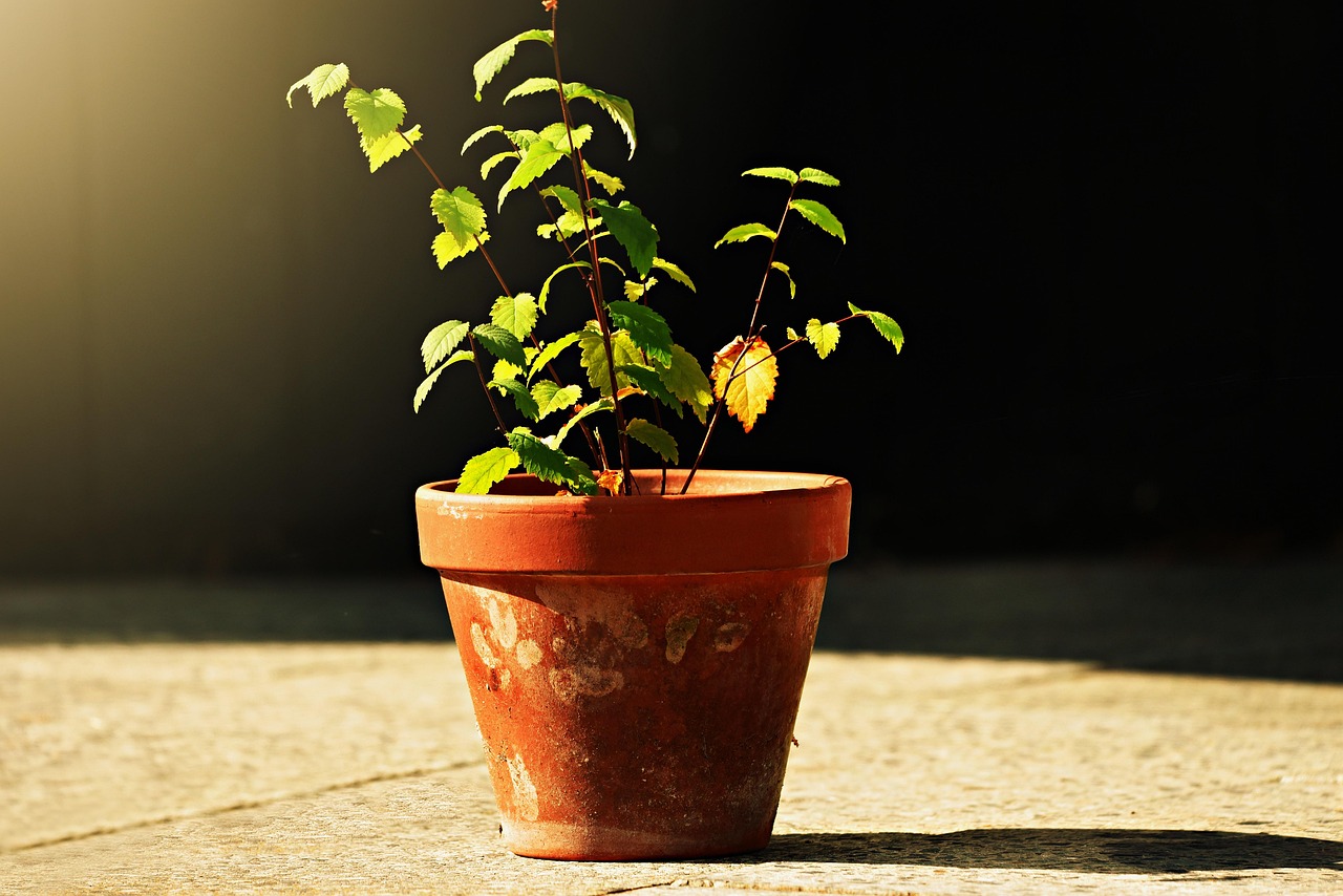 inmultire orhidee prin tija