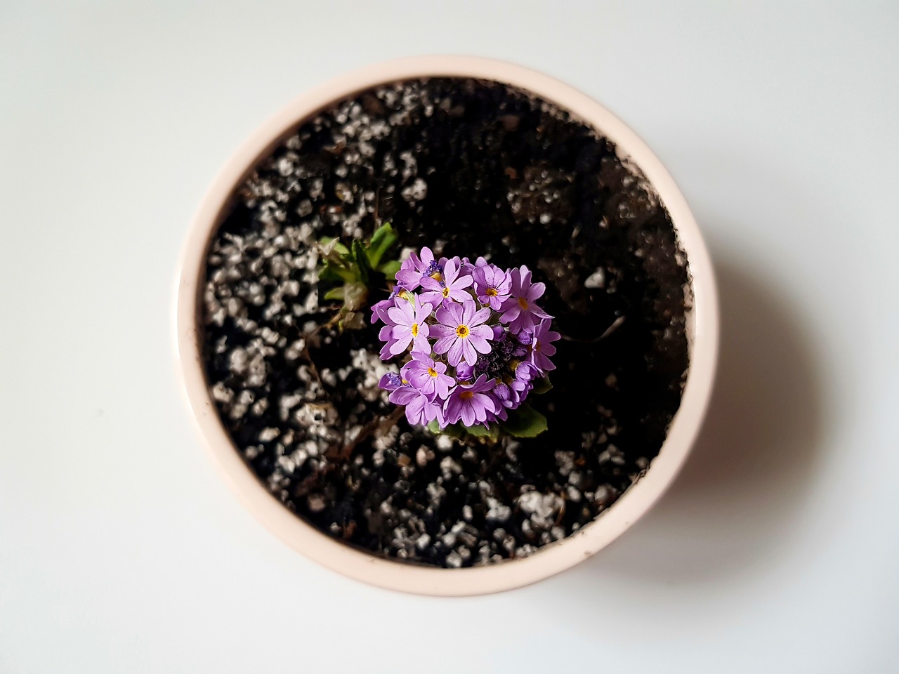 cand se scot muscatele afara