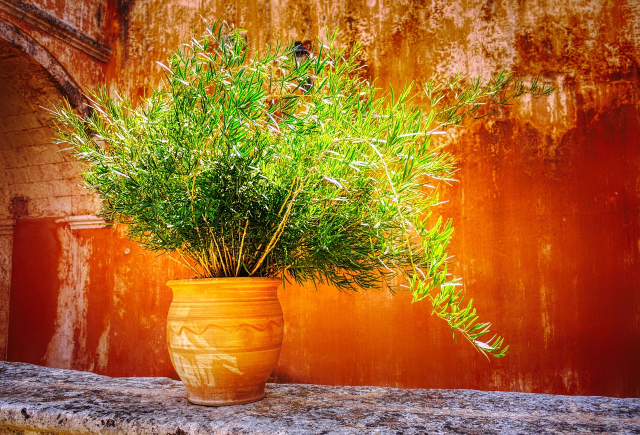 orhidee cymbidium ingrijire