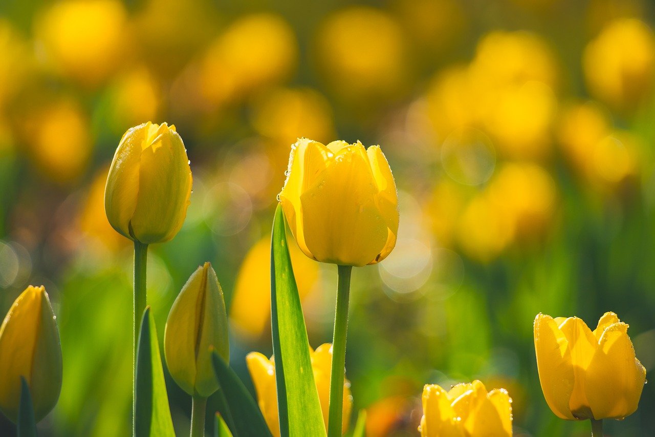 cand se planteaza bulbii de lalele in ghiveci