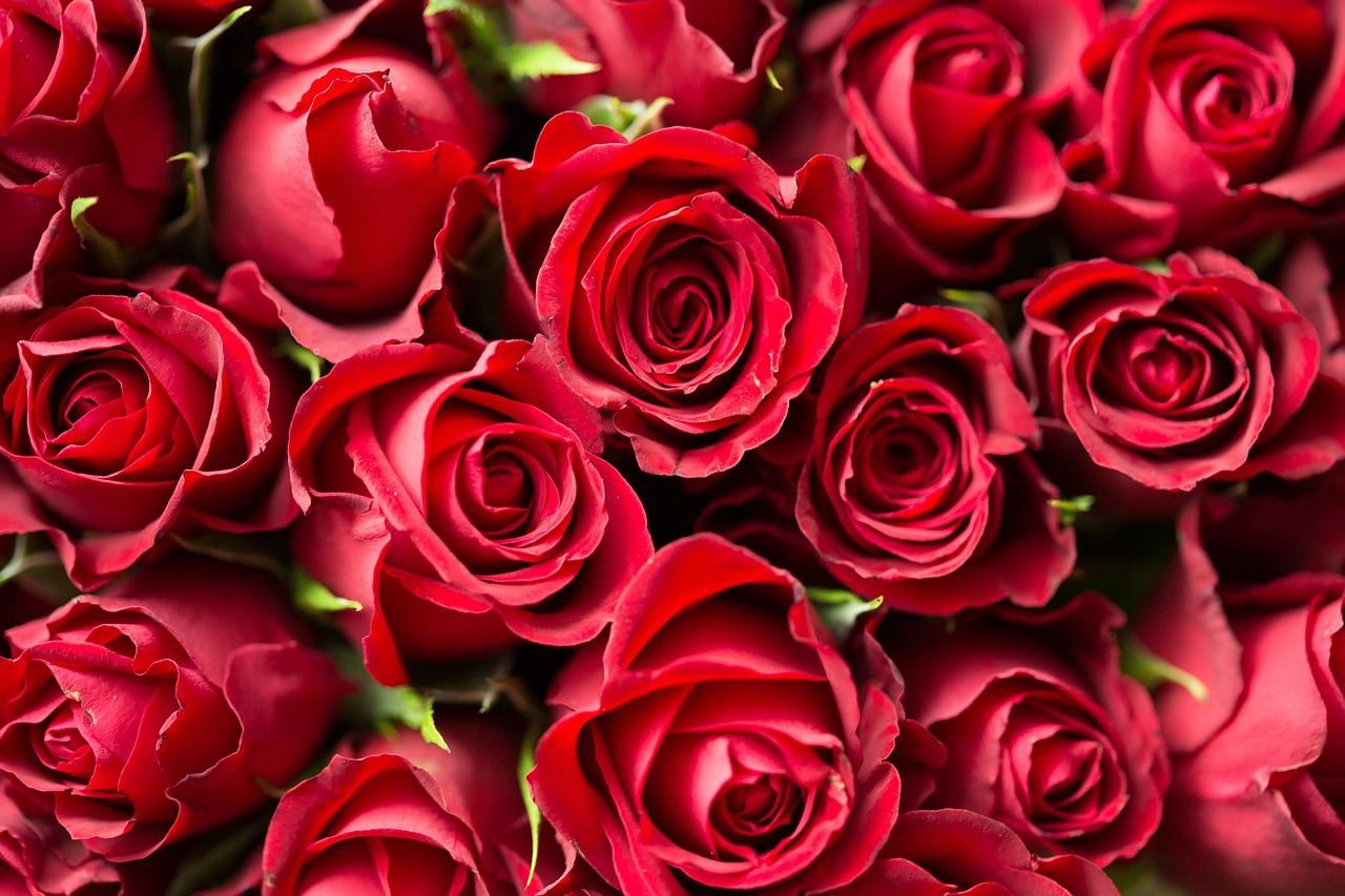 cati ani are theo rose