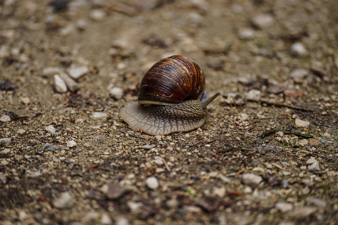 dezinfectarea solului in gradina de legume